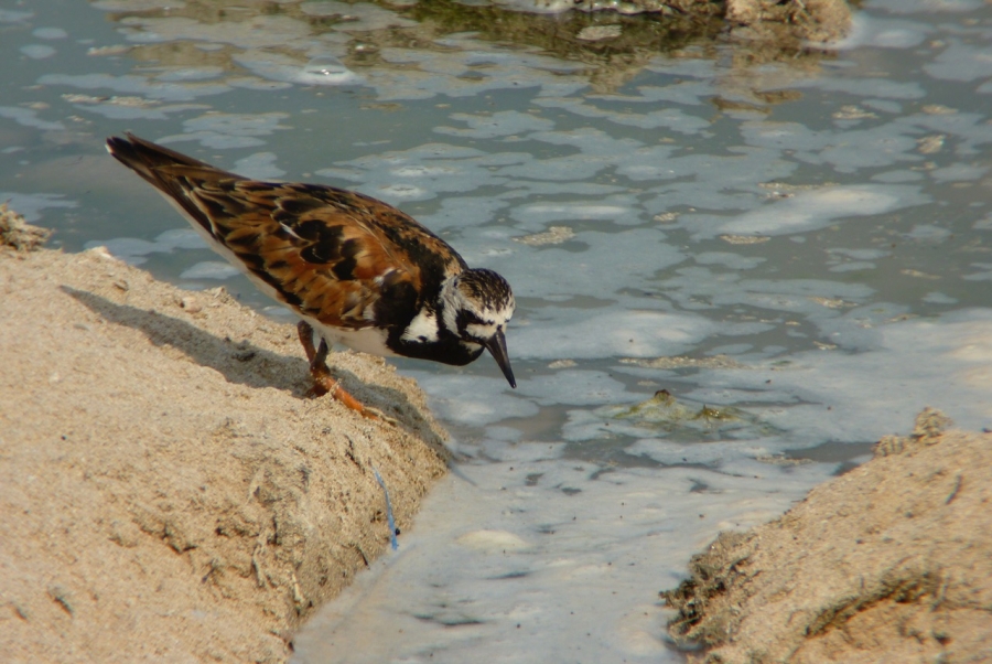 a bird looks into the foamy water for food